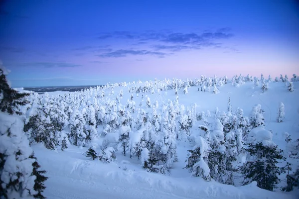 美丽的冬日日出在雪覆杉树的群山中 神秘的户外场景 快乐的新年庆祝理念 芬兰欧元A — 图库照片