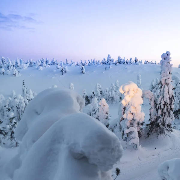 美丽的冬日日出在雪覆杉树的群山中 神秘的户外场景 快乐的新年庆祝理念 芬兰欧元A — 图库照片