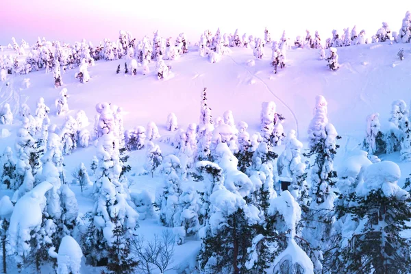 美丽的冬日日出在雪覆杉树的群山中 神秘的户外场景 快乐的新年庆祝理念 芬兰欧元A — 图库照片