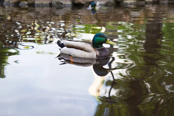 Birds and animals in wildlife. Amazing mallard duck swims in lake or river. Closeup shot of a duck.