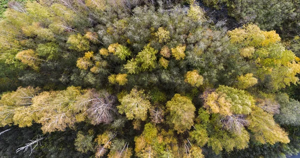 Bosque Otoñal Vista Aérea Del Dron —  Fotos de Stock