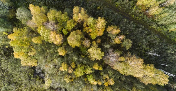 Bosque Otoñal Vista Aérea Del Dron —  Fotos de Stock