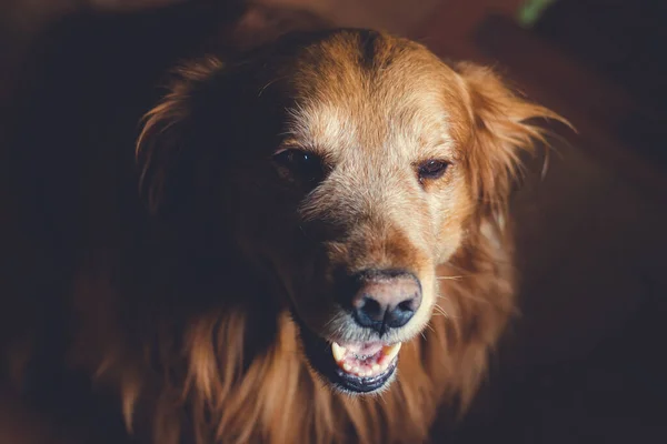 Dog Golden Retriever Фото Сделано Естественном Свете Bogot Colombia Мая — стоковое фото