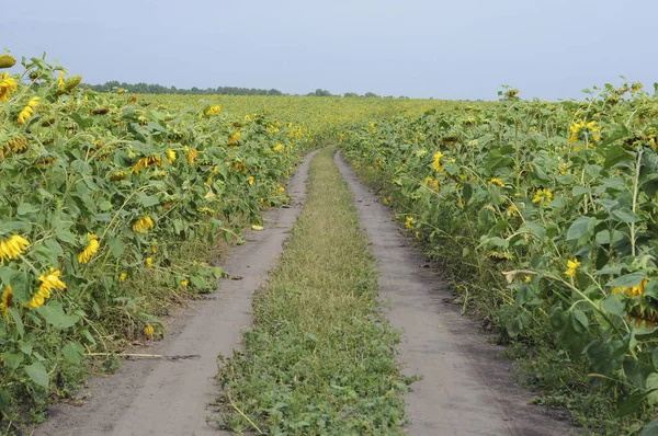 Road Sunflowers — Stock Photo, Image