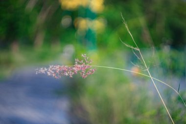 bulanık görüntü cam çiçek 