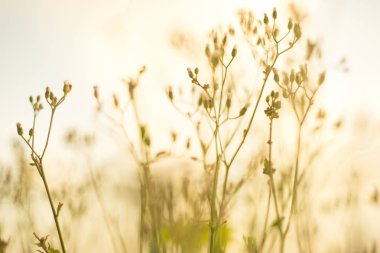 bulanık görüntü cam çiçek 