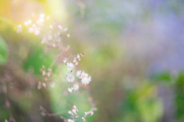 bulanık görüntü cam çiçek 