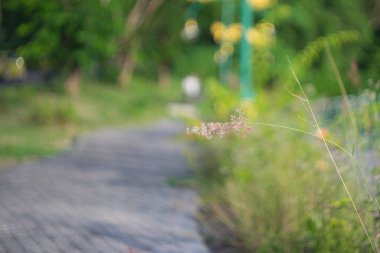 bulanık görüntü cam çiçek 