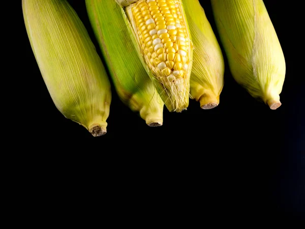 Mengupas Dan Membuka Kulit Jagung Mentah Pada Latar Belakang Hitam — Stok Foto