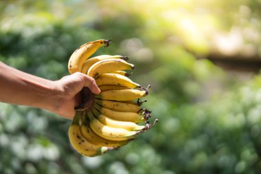 Elini tut arka planı yeşil ve turuncu ışık demeti ile sarı olgun muz demet