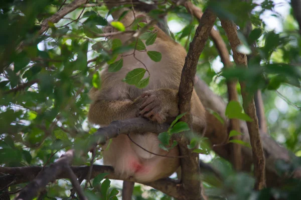 Enfoque Suave Mano Del Mono Marrón Sentado Árbol Hojas Rama — Foto de Stock