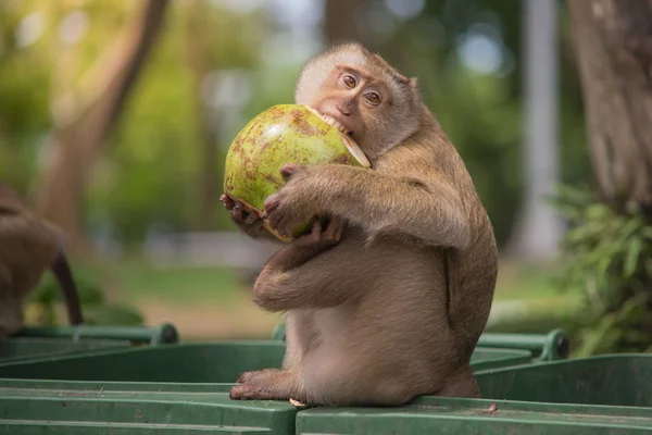 brown monkey sitting on green bin and eating green coconut , bite with teeth, hand and foot hold on coconut