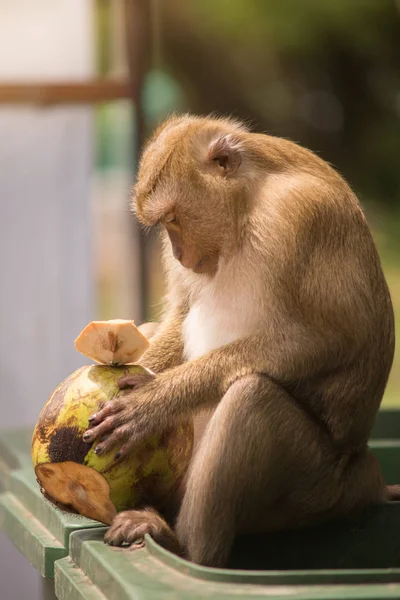 緑のプラスチックの箱の上に座って 緑のココナッツを食べる茶色の猿 — ストック写真