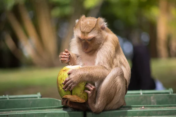 brown monkey sitting on green bin and eating green coconut, hand and foot hold on coconut