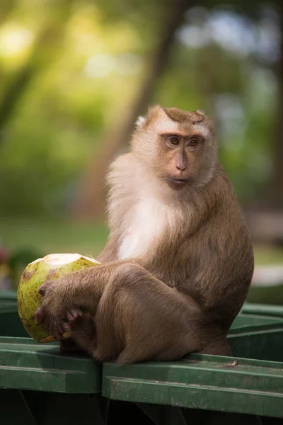 brown monkey sitting on green bin and eating green coconut , hand and foot hold on coconut