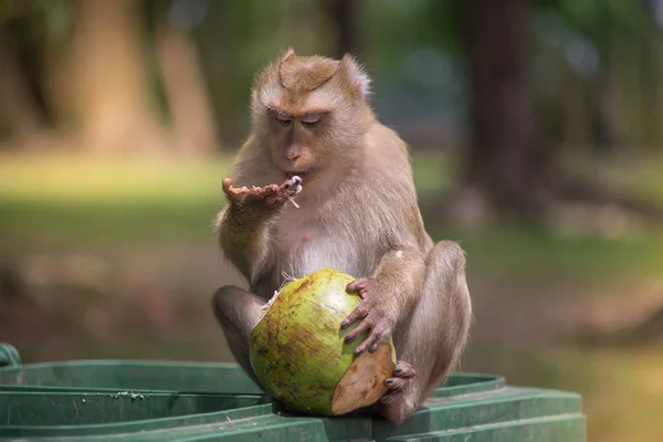 brown monkey sitting on green bin and eating green coconut