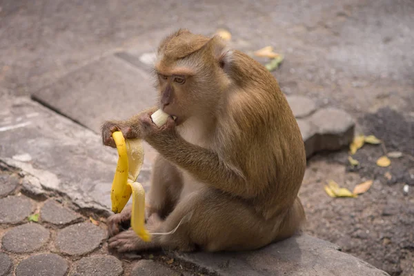 Macaco Marrom Sentado Piso Térreo Comendo Banana Madura Amarela Descascada — Fotografia de Stock