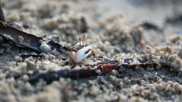 Kleine Onzin Met Kleurrijke Carapax Klauw Bewegen Eten Zand Begane — Stockvideo