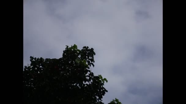 Зеленая Ветка Дерева Движущимся Облачным Фоном Неба — стоковое видео