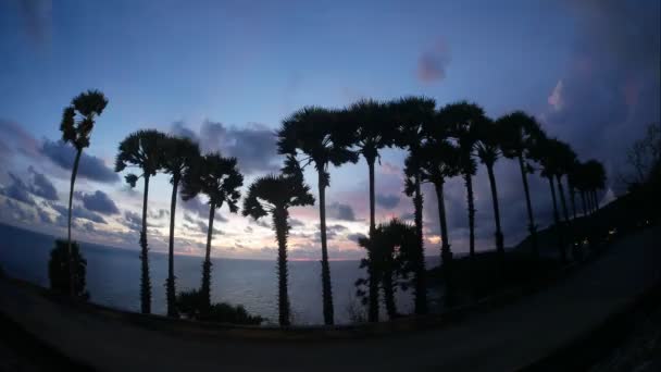 Time Lapse Moving Silhouette Palmyra Palm Tree Sea Water Horizon — Vídeo de Stock