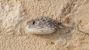 Ölü kirpi balığı, kirpi balığı, kumsal zemininde kirpi balığı.