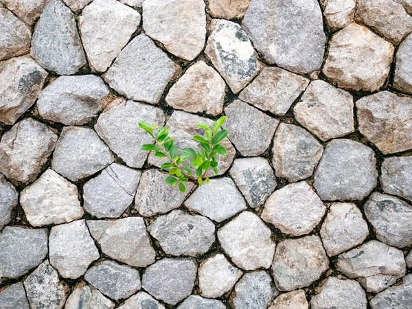 little green leaves tree on stone wall background