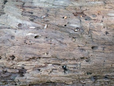 Eski ahşap yüzey, çatlaklı gözenekli arka plandır.