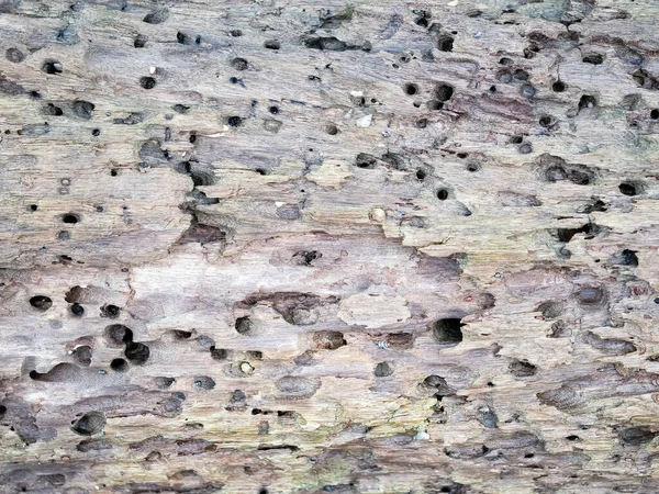 stock image old wood surface is porous texture background with crack broken