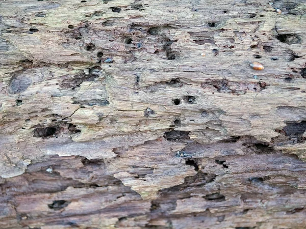 Old Wood Surface Porous Texture Background Crack Broken — Stock Photo, Image