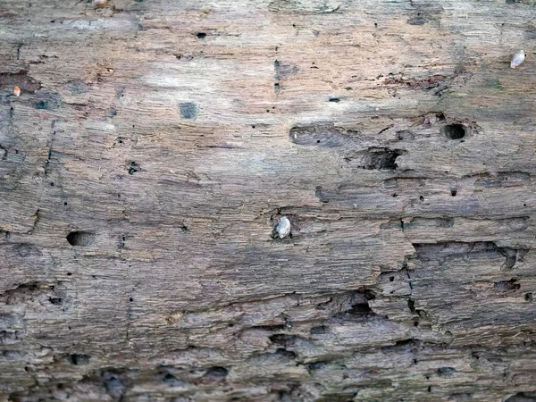 Стара Дерев Яна Поверхня Пориста Текстура Фону Тріщинами — стокове фото