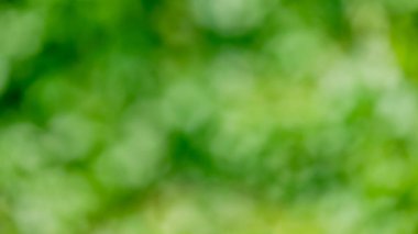 soyut, bulanık ışık desen bayram partisi festivali için odaklanmış Cadılar Bayramı Cadılar Bayramı arkaplanı, yeşil renk