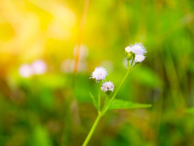 Doku için yeşil arkaplanı olan çimen çiçeğini bulutlandırır