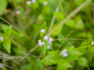 Doku için yeşil arkaplanı olan çimen çiçeğini bulutlandırır