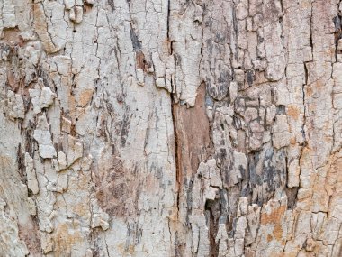 Doğal arkaplan ve doku için ağaç kabuğunun tam çerçevesi