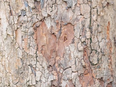Doğal arkaplan ve doku için ağaç kabuğunun tam çerçevesi