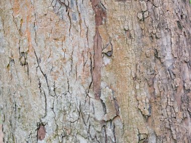 Doğal arkaplan ve doku için ağaç kabuğunun tam çerçevesi