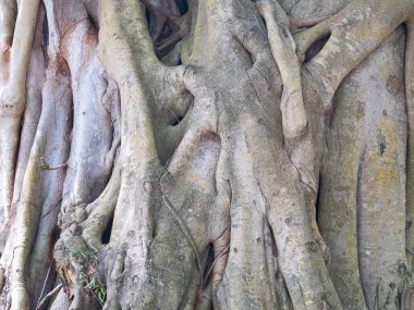 kahverengi gövde banyan ağacı ormanı arka planı