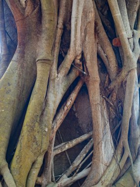 kahverengi gövde banyan ağacı ormanı arka planı