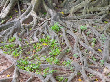 kahverengi gövde banyan ağacı ormanı arka planı