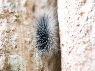 Siyah kıllı tırtıl ya da doğal tropikal ormanda ağaç gövdesi kabuğundaki büyük kıllı solucan..