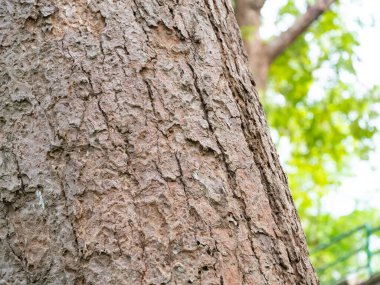 doğal arkaplan ve doku için bokeh ile ağaç kabuğu tam çerçeve