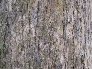 Doğal arkaplan ve doku için ağaç kabuğunun tam çerçevesi