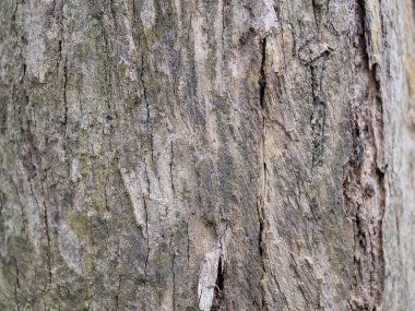 Doğal arkaplan ve doku için ağaç kabuğunun tam çerçevesi