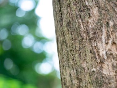 doğal arkaplan ve doku için bokeh ile ağaç kabuğu tam çerçeve