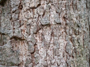 Doğal arkaplan ve doku için ağaç kabuğunun tam çerçevesi