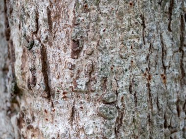 Doğal arkaplan ve doku için ağaç kabuğunun tam çerçevesi