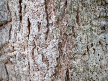 Doğal arkaplan ve doku için ağaç kabuğunun tam çerçevesi