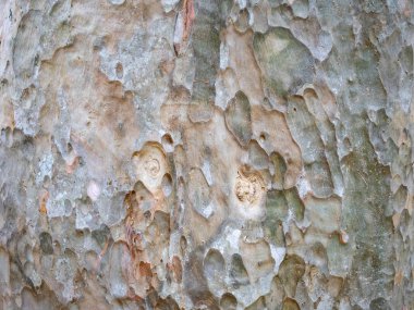 Doğal arkaplan ve doku için ağaç kabuğunun tam çerçevesi