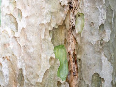 Doğal arkaplan ve doku için ağaç kabuğunun tam çerçevesi