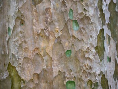 Doğal arkaplan ve doku için ağaç kabuğunun tam çerçevesi
